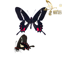 The specimen of the butterfly swallowtail butterfly Parides the agavus butterfly specimen