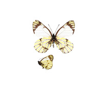 Butterfly butterfly specimens Catasticta corcyra yellow skirt color pink butterfly specimens