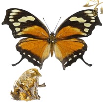 Butterfly specimen Consul fabius Harrier butterfly specimen