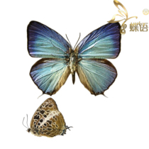 The specimen of the butterfly the Arhopala of the butterfly the specimen of the anarte