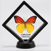 Butterfly Red Winged Crane Top Pink Butterfly daemonis Indonesian Butterfly Specimen