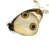 The specimen of the butterfly butterfly Taenaris the ssp eye ring butterfly specimen of the genus ssp eye