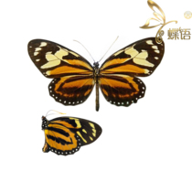 Butterfly specimen Lycorea ceres of the Chinese and American long-sleeved butterfly (fairy ring spot Butterfly) True butterfly specimen