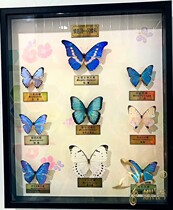 Butterfly language: Three thousand insect butterfly specimens exhibition real butterfly real insect graphic poster physical exhibits