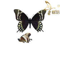 Butterfly Papilio Specimen Papilio warscewiczi jelskii Wo Leopard Butterfly Specimen