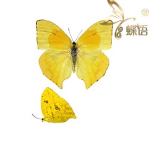 The specimen of the butterfly vermicelli Phoebis the true butterfly specimen of the true butterfly