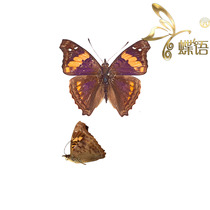 The specimen of the butterfly language Nymphalidae Doxocopa elis mouse Rong Nymphalidae true butterfly specimen