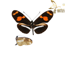 Butterfly sleeve butterfly specimen true butterfly Heliconius telesiphe telesiphe double red sleeve butterfly