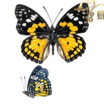 Butterfly Nymphalidae Specimens Sephisa chandra chandra Shuai Butterfly Specimens