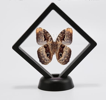 Butterfly: Owl Ring Butterfly Colombia Imported Butterfly Real Butterfly Large Butterfly Science Education