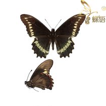 Butterfly swallowtail specimen polydamas multi-point shell swallowtail butterfly (Peru) True butterfly specimen