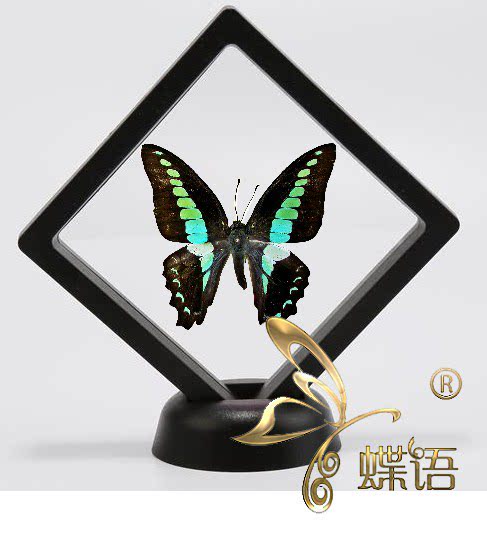 Butterfly: Qingfeng Butterfly Changqing Butterfly Specimens Insect Specimen Natural Science Education
