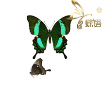 Butterfly Papilio Specimen Papilio palinurus daedalus Fengdie Butterfly Little Angel Phoenix Butterfly