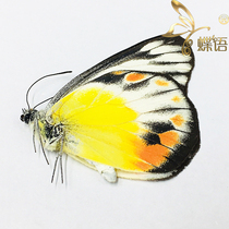 Butterfly butterfly specimen Pieridae Delias periboea periboea Polly spotted pink butterfly