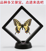 Butterfly: Transparent suspension of domestic butterfly specimens (a wide variety of butterflies can be taken out)