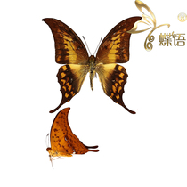 Butterfly butterfly specimen Meandrusa payeni ciminius hook swallowtail butterfly specimen