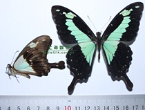 Butterfly butterfly specimen Fucui swallowtail butterfly insect specimen true butterfly specimen decorative painting