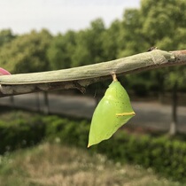 Butterfly language: butterfly pupae Butterfly Baby 20 butterfly pupae (please consult all year round)