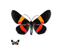 Butterfly moth specimen Milionia drucei drucei drucei drucei drucei drucei drucei true insect specimen Indonesia
