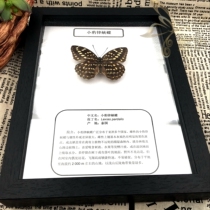 Butterfly students popular science education butterfly framing small law leopard butterfly real insect butterfly specimen decoration