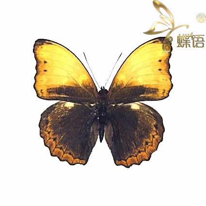 Butterfly language butterfly specimen Cymothoe diphia Two-color butterfly true butterfly specimen decorative painting custom
