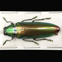 Butterfly language: True insect specimen Gidin family Chrysochroa aurora end red green Gidin Gidin