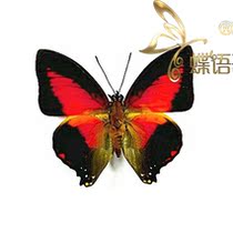 Butterfly Butterfly Specimen Charaxes zingha Red Claw Specimens Real Butterfly
