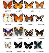 Butterfly language: Butterfly specimens have spread their wings (Spottidae) good quality suitable for collection and decoration etc.