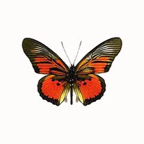 Butterfly red dress pseudo-Jane butterfly egina subspecies true butterfly specimen decorative painting custom processing exhibition
