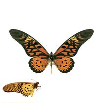 Butterfly long-sleeved butterfly (African long-winged swallowtail butterfly) Papilio antimachus butterfly specimen