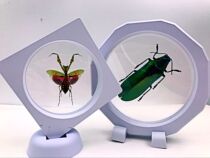 Butterfly language: Selected 24 kinds of high-value and cheap imported insect specimens Mantis scarab spade beetle true insect