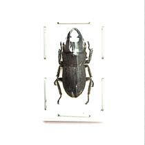 The specimen of the butterfly stag beetle Aegus baumanni Baos shield spade