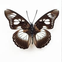 Butterfly Jade spot pseudo-rare butterfly Pseudacraea lucretia imported butterfly specimen decoration gift