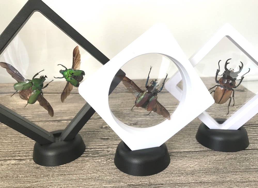 Butterfly language: floating insect specimen box with base Insect butterfly specimen box Jewelry box Exquisite gifts