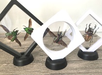 Butterfly: Hanging insect specimen cassette base insect butterfly specimen box jewelry box exquisite gift