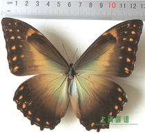 Butterfly: Black Sun flash butterfly true butterfly specimen Morpho telemachus foucheri