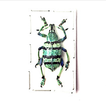 Butterfly Weevil specimen Eupholus schoenherri petiti Biological insect specimen True insect