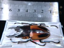 Butterfly language Fabre Saw Prosopocoilus fabricei fabricei stag specimens stag beetle