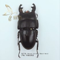 Butterfly: true insect Dorcus alcides (Short Horn) wide flat stout beetle Short horns