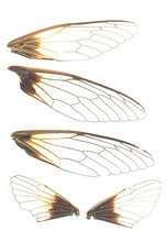 Butterfly: Cicada wings DIY handmade material known wing jewelry material earrings necklace black Grasshopper