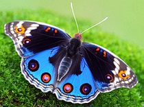 Butterfly language: 24 kinds of domestic original butterfly specimens of the family Nymphalidae true butterfly specimens insect specimens biology and education A1 A-