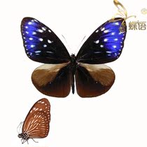 Butterfly Alien Purple-spotted Butterfly Euploea mulciber basilissa Butterfly Specimen Insects Indonesia
