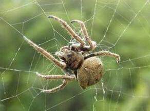 Butterfly language: Scientific and educational specimens Spiders wet insects