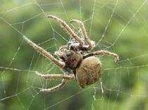 Butterfly language: Science and education specimen Spider wet worm