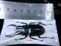 Butterfly stag armor specimen giant deer spade (King Kong deer) Rhaetus westwoodi kazumiae