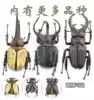 Butterfly language simulation toy Animal insect specimen model Shovel armor Butterfly bee export abroad