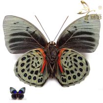 Butterfly Happiness Color Wo butterfly Agrias beata beata beata beata real butterfly specimen decoration custom exhibition