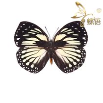Butterfly butterfly specimen Euxanthe crossleyi round Nymphalidae butterfly specimen processing personality customization