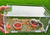 Professional insect box feeding box beetle feeding box observation box