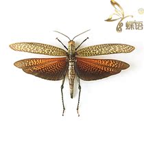 Butterfly Locust specimen Tropidacris dux Leader Flower mangy locust Giant Grasshopper
